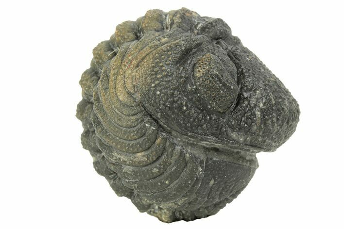 Long Enrolled Morocops Trilobite - Morocco #252726
